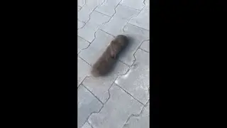 Russian Mole Rat Looks Like a Fluffy Steam Train