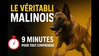 Découvre Les Secrets Du Malinois en 9 minutes