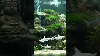 🌿 Aquascape Aquarium with Mini Waterfall, Tiny Sharks & Mossy Buddha | Relaxing Nature #aquarium