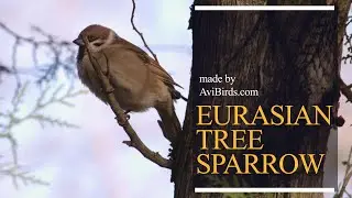 Eurasian Tree Sparrow [Passer Montanus]