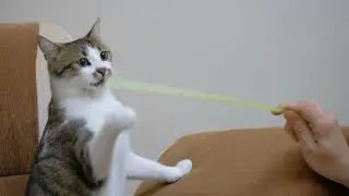 Boom,Scared me! #exlittlebeans #funny_cats #cat #funny_videos