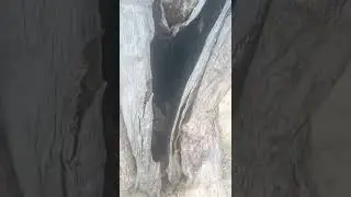 Strange tree formations, u won't believe.... 😱