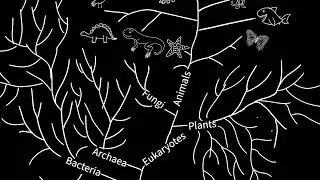 Evidence of evolution: Embryology [Marathi] | Heredity and Evolution | Grade 10 | Science