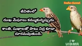 wonderful quotes#879#jivithasathyalu |Million dalar quotes |&zwnj;|Sneha channel