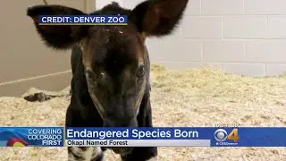 Baby Okapi Born At Denver Zoo