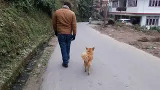 street dog loyalty || indian dog breeds || best trained street dog || cute dogs