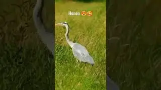 Cute Heron walked field #short video of bird discover channel #Heron