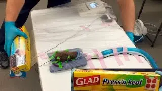 Draping the Table & Animal for Rodent Surgery with Press'n Seal with Non-Sterile Gloves