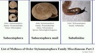 List of Mollusca of Order Stylommatophora Family Miscellaneous Part 3 sphincterochila simpulopsis