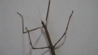 Stick Insect 