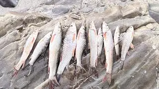 Rohan vlog fishing hunting #mayagardenu hola subscribe pls 🙏🏻