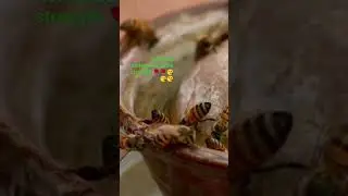 #shorts|Drinking in honeybees in union strength 🌹🌹|#honeybee #hiney#union #strength #trending #viral