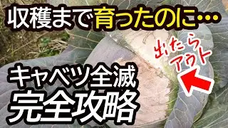 今年もヤバい】2つの病気を知らないとキャベツ栽培で全滅して来年も大被害でます。キャベツ農家が絶対やる病気対策を解説