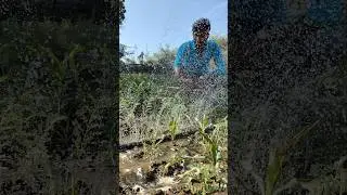 irrigation of gram plants #nature #farming #gram #shorts