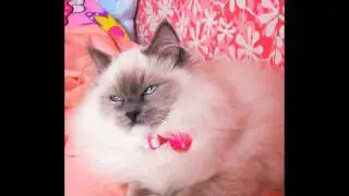 Chanel of Gemme Preziose