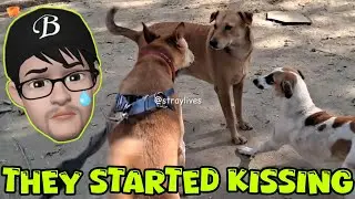 [DESI DOG WALK] Dogs Daily Life Morning Routine. Animal Stories Minivlogs