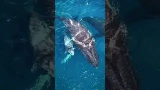 Is Whales are Still Endangered? #ocean #animals