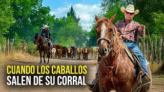 Este caballo ya SALIO de su CORRAL y esta apunto de domar al ganado de la sierra&hellip;