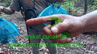 mikat cucak ijo, poin sebelas ekor,bareng Nurhadi channel/surak pikat