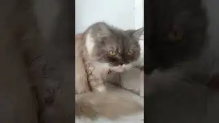kucing lucu