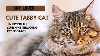 Cute Tabby Cat Enjoying the Sunshine | Relaxing Pet Footage