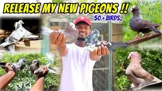 🕊️💥 Release All My NEW PIGEONS 50+ Pigeons | Really Disappointed 🙁 |