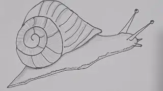 Snail drawing for beginner//how to draw a realistic snail step by step 