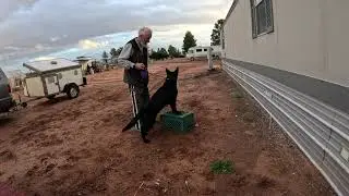 Обучение немецкой овчарки.