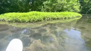 Sunfish nests
