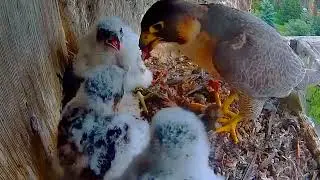 EP#154  #falcon Review beautiful birds life in their nest with nature #birds #nature #lovebirds