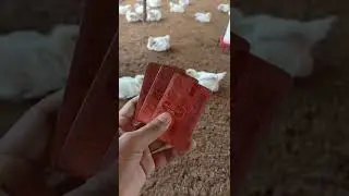 Loose dropping problem in broiler | मुर्गों मै पतली बीट को कैसे ठीक करे | broiler poultry #shorts