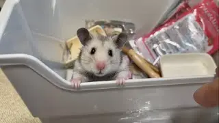 ポンちゃんを箱詰めしながら、ハムグッズを声ありで紹介（初かな）