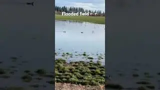 Flooded field with ducks 🦆🦆 #duckhunting #geese #duck #duckblind #duckhunters #waterfowl #hunting