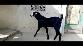 Bongaigaon goat farm,pure Amritsari beetal breeder,only 9 month 35 kg body weight call me 8709298667