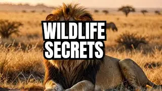 Unveiling the Mysteries of African Wildlife