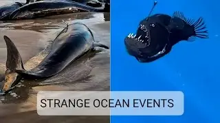 STRANGE OCEAN EVENTS 🤯