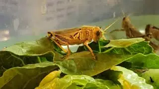 Melanoplus differentialis eating lettuce in captivity
