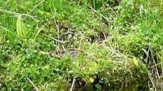 Ratty the Water Vole building his nest