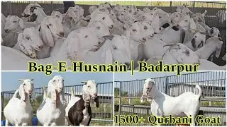 Bag-E-Hasnain Goat Farm Badarpur(Gujarat)| Qurbani ke 1500 Se zyada Sojat Bakre | Qurbani 2024