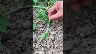 Fixing watermelon vines: Strengthen support to prevent wind damage and ensure steady fruit growth