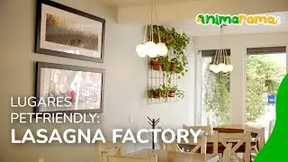 Restaurantes Pet friendly | Morelia | LasagnaFactory: Pet friendly