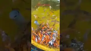 Don't Make This Mistake When You Feed Fish# Fish #Shorts