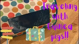Traveling with guinea pigs!! | THE ULTIMATE GUIDE!!
