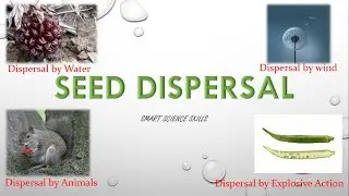What is Seed Dispersal? | Smart Science Skills by Aayan