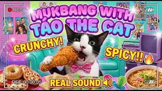 Tao the Tuxedo Cat Trying Ramen and Soda in 4K Mukbang
