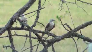 Flycatcher Family (Tyrannus forficatus)