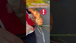 🎯tiro com arco 🏹 como dar cera a la cuerda #archery #arqueria #tiroconarco #arcoyflecha #arco