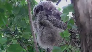 A Peaceful Owl Moment  Preening, Wing Stretching & Watching the World