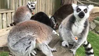 Drusillas animals tuck into veg donations