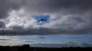 Volutus & Homomutatus 16.09.19